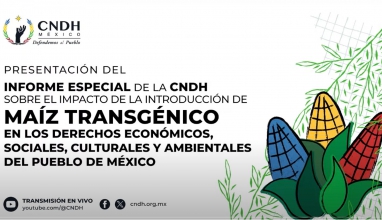 Informe Especial: de la CNDH sobre el impacto de la introducción de Maíz Transgénico en los DESCA